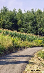 droga rolnicza